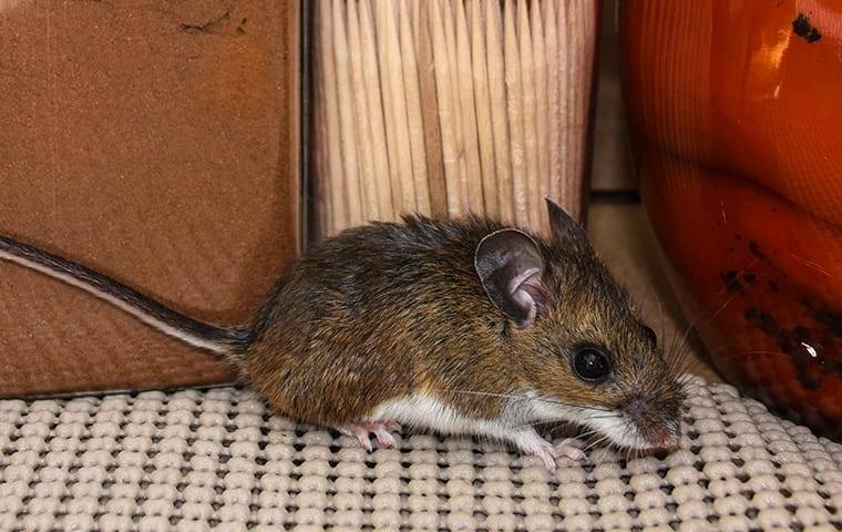 a house mouse in a kitchen cabinet