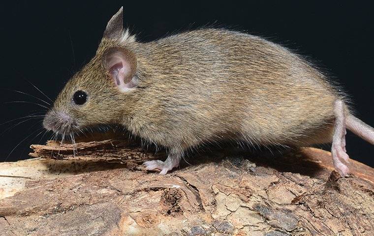 house mouse on wood