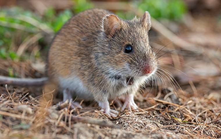 a house mouse outside a home