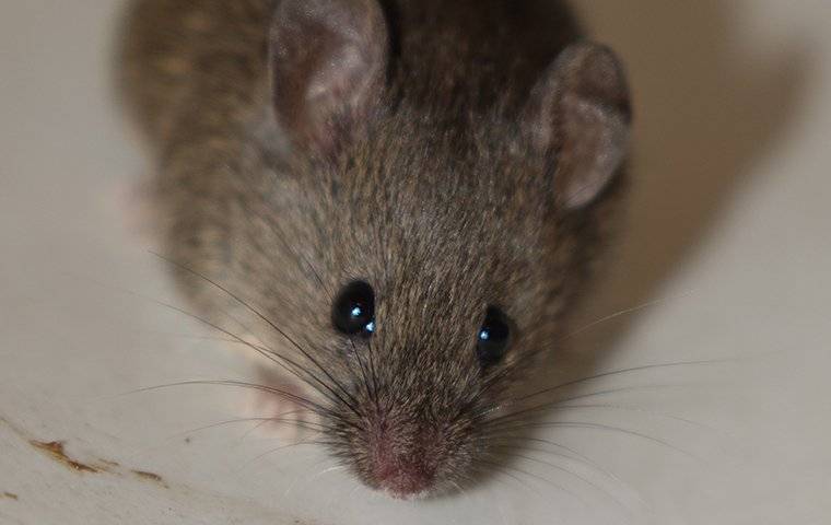 house mouse on white floor