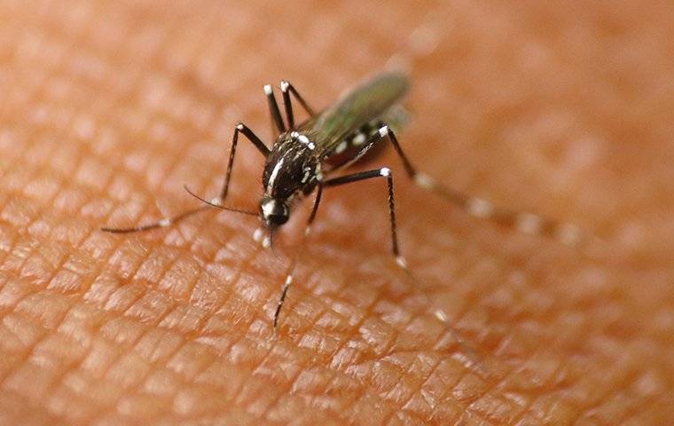 a mosquito biting human skin