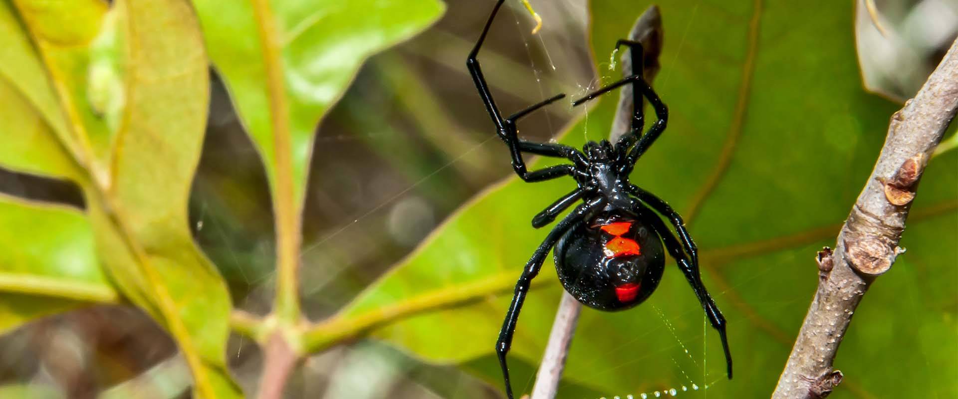 black widow spider on leaves