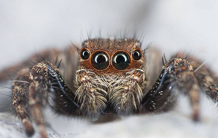 a jumping spider in a bedroom