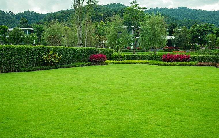 a beautiful healthy back yard