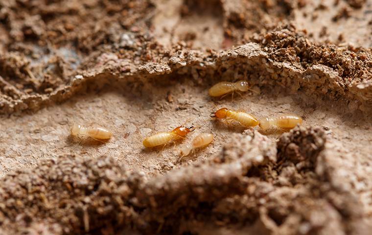 termites on mud tube