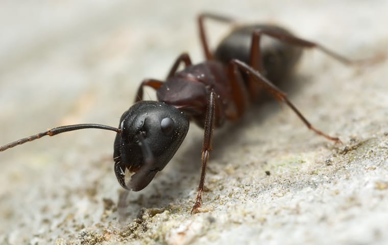 ant on granite