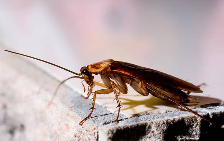 american cockroach on counter