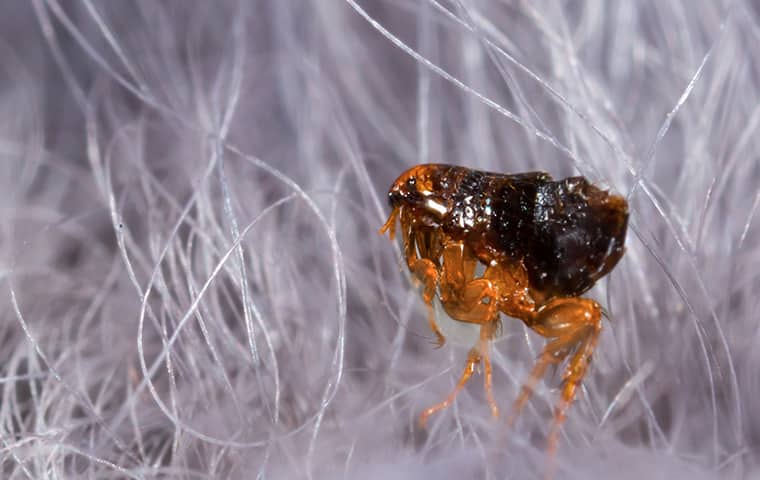 flea in pet hair