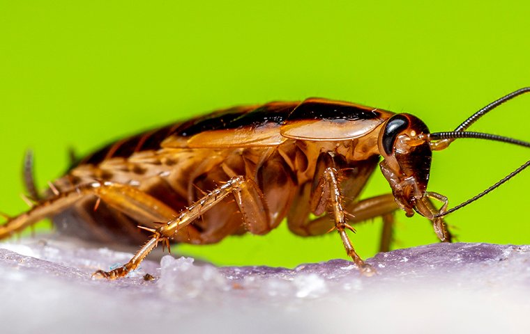 german cockroach on rock