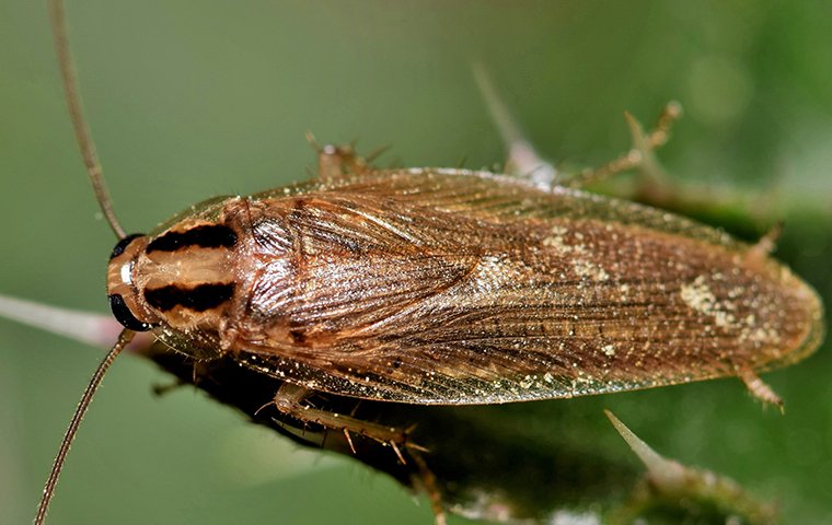 german roach on a plant