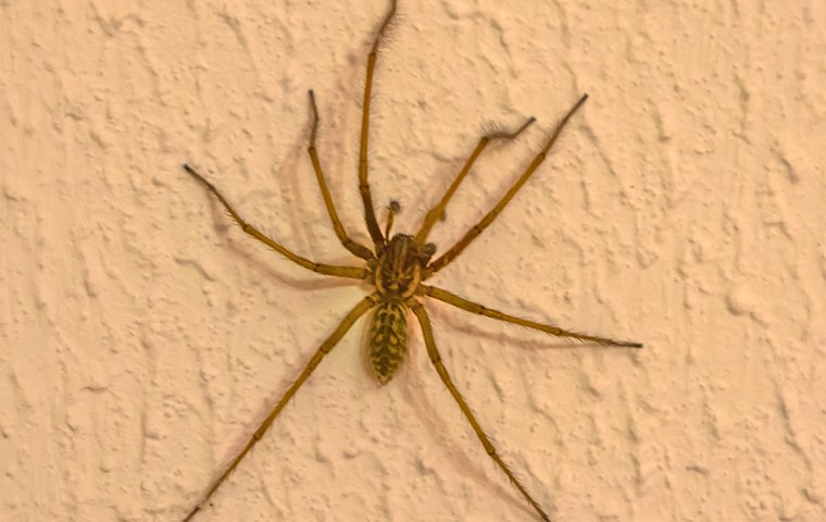 spider on a wall