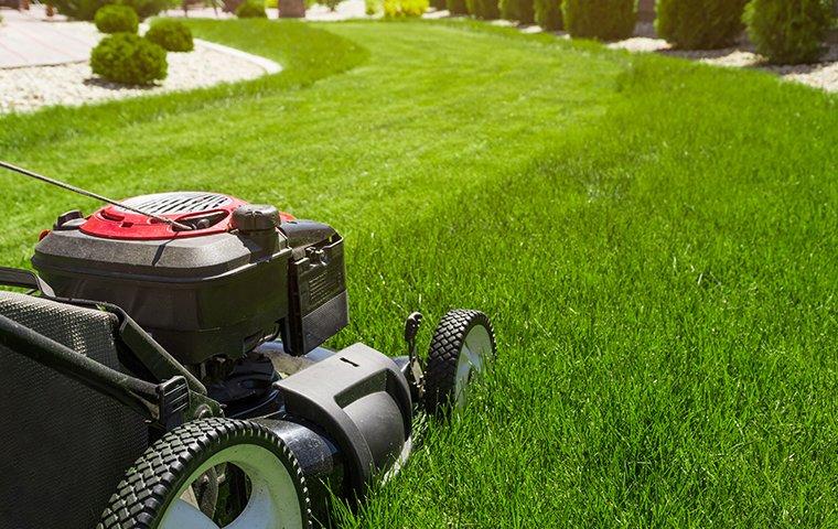 lawn mower on the grass