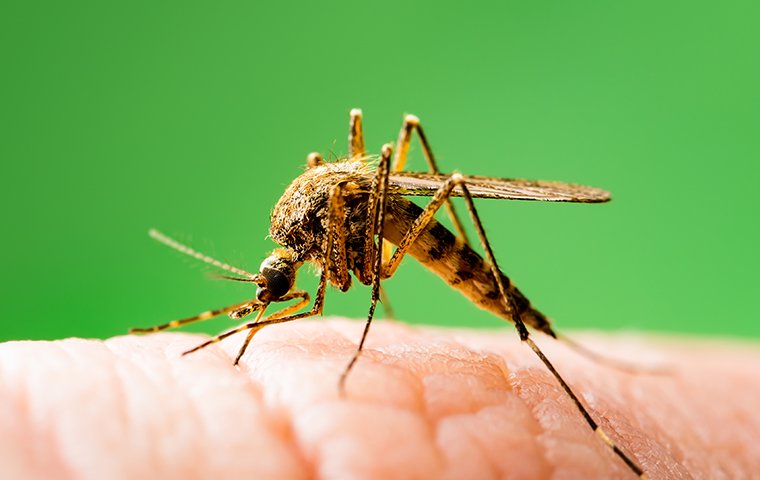 a mosquito biting a finger