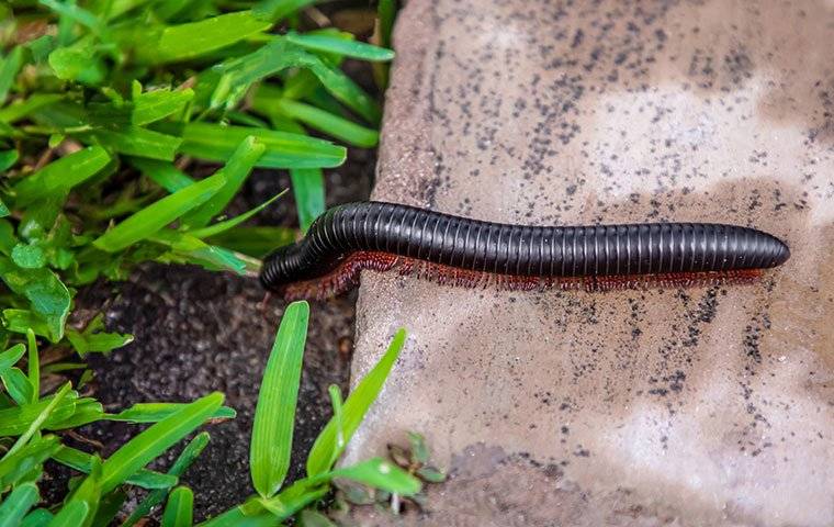 millipede on sidewalk