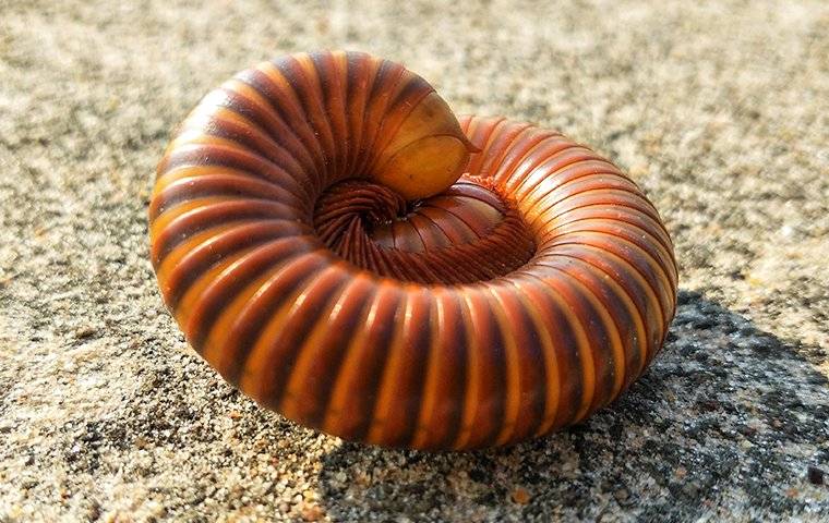 millipede curled up