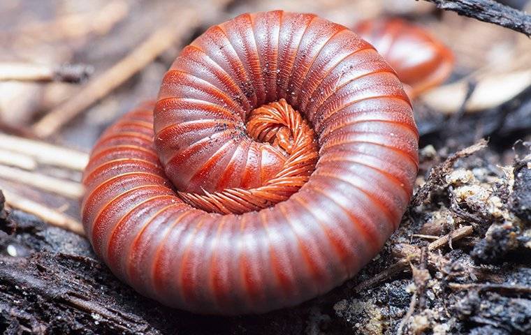 a millipede curled up in a yard