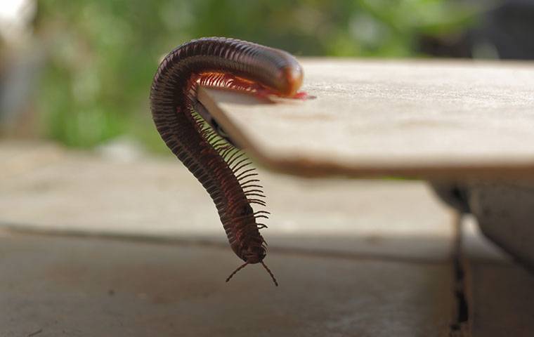 a millipede on a table