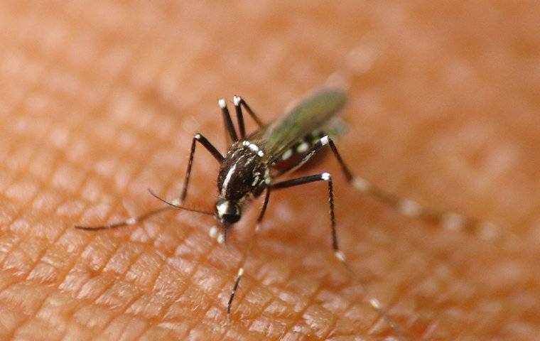 mosquito biting a morganton resident on his skin