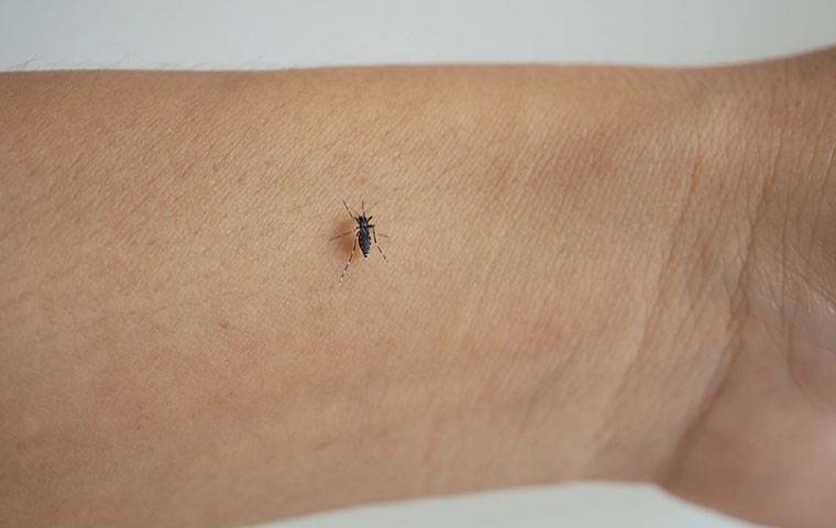 mosquito on arm