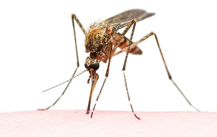 close up of mosquito biting hand