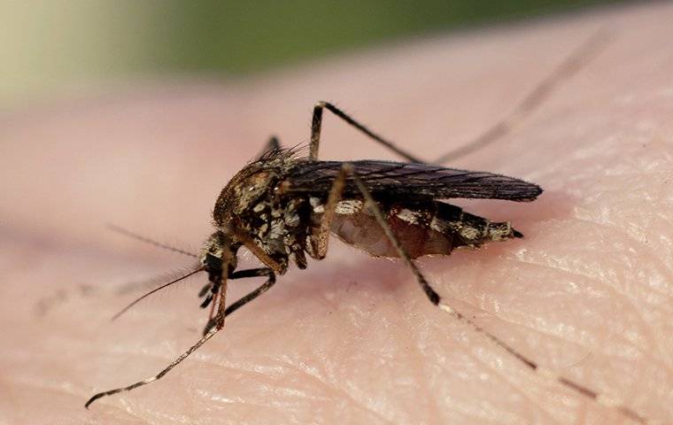 close up of mosquito biting skin