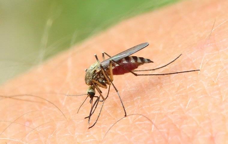 a mosquito biting human skin and spreading diseases