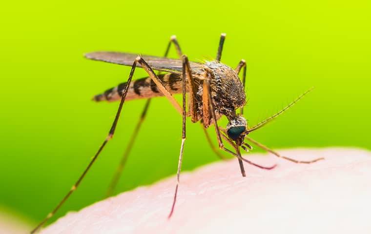 mosquito on skin