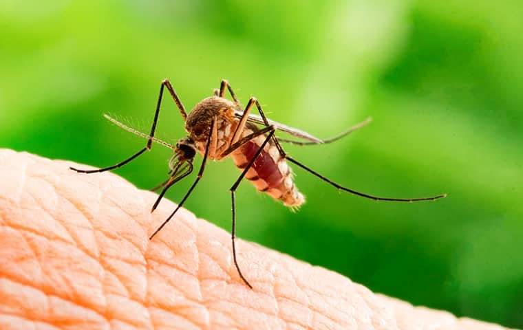 a mosquitoe in a conover yard