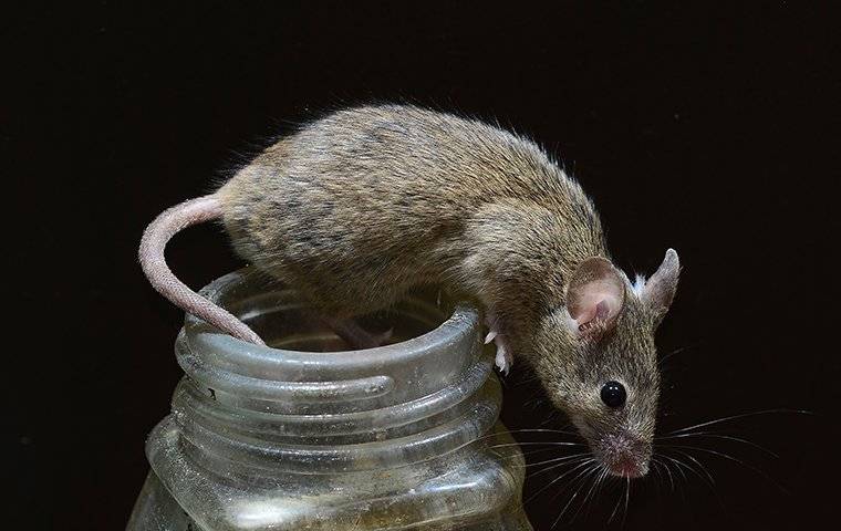 mouse crawling on jar