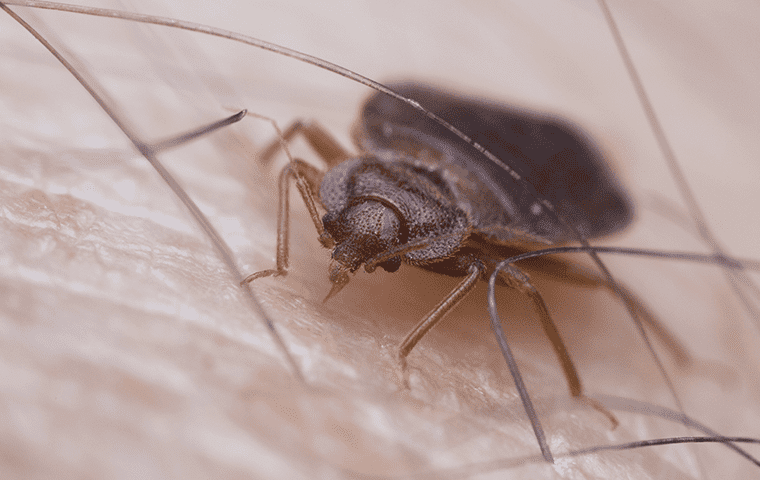 bed bug on skin