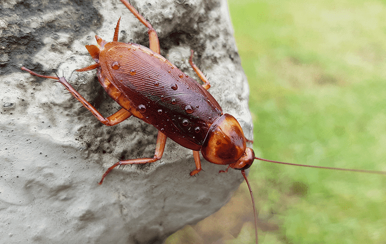 close up image of cockroach outside