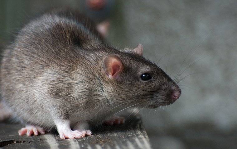 a norway rat crawling inside a home