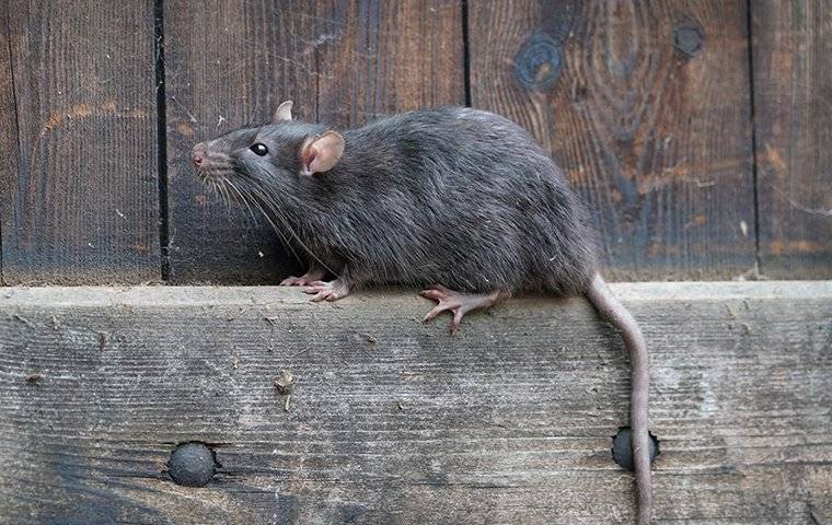 rat on wood fence