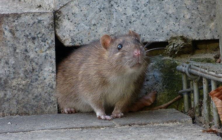 How to Get Rid of Rats (Both Inside and Outside Your Home)