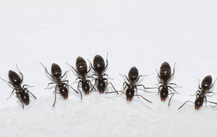 carpenter ant crawling on wood