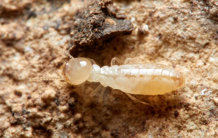 termite up close