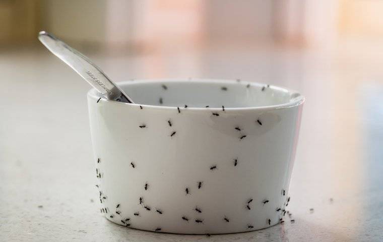 ants crawling on a dish in a kitchen