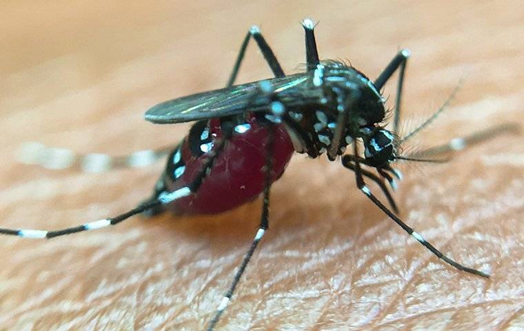 a mosquito biting a persons arm