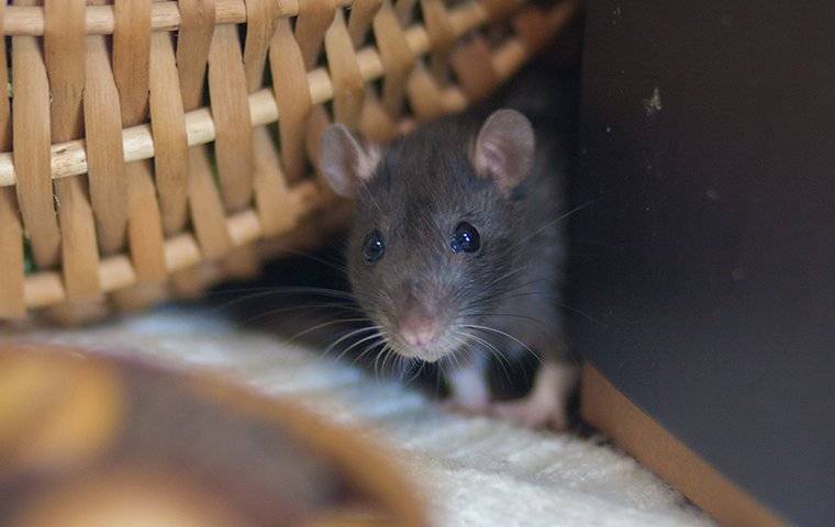 a rat crawling on laundry