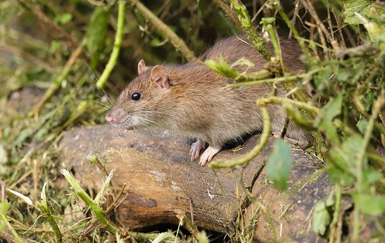 rat on a log