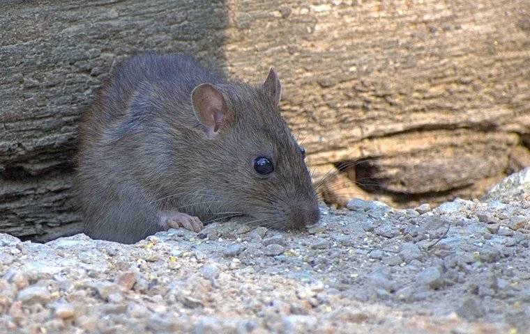 a rat outside a shed