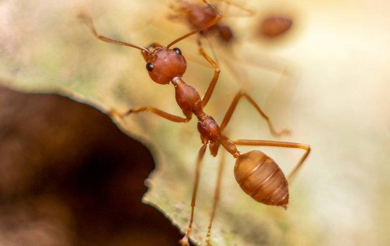 red fire ant close up on leaf