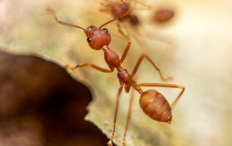 a fire ant crawling on a leaf