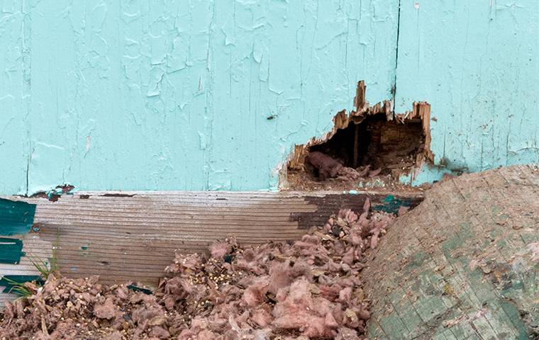 a rodent hole in a shed