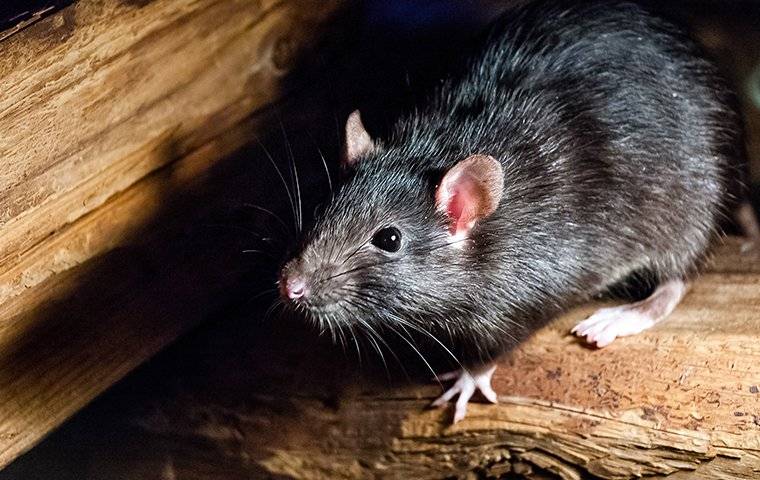 a roof rat in a shed