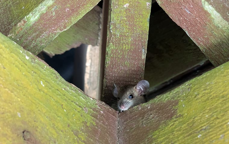 a roof rat in the rafters of an attic