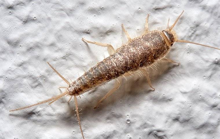 a silverfish crawling on a bathroom wall