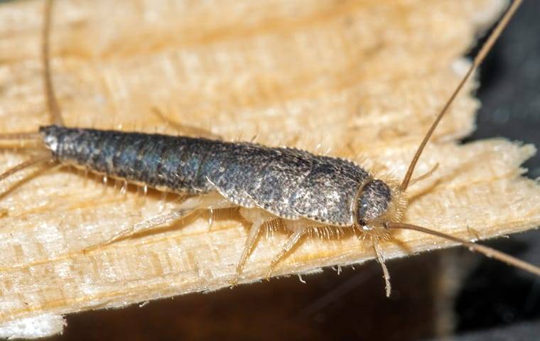 a silverfish crawling on a book