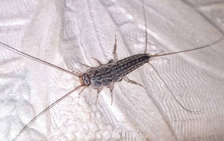 a silverfish crawling in a bathroom