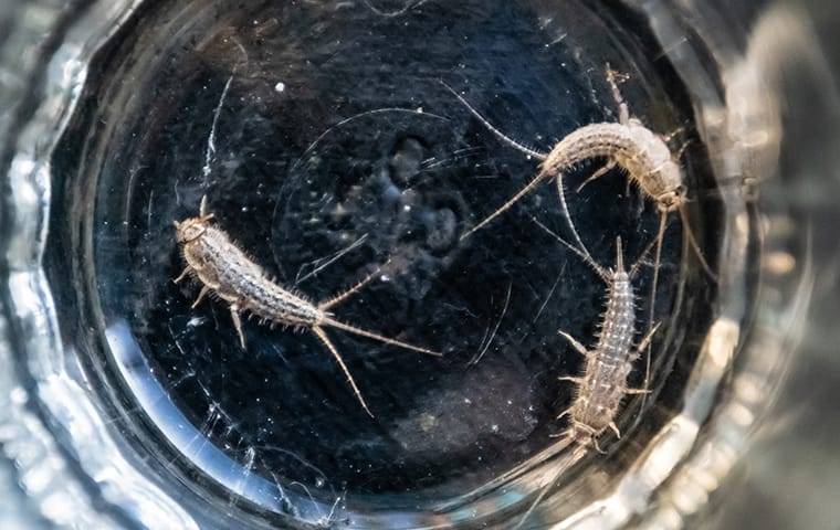 silverfish in glass